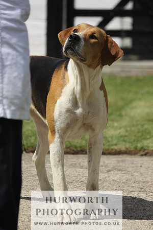 Hurworth Hunt Puppy Show 069