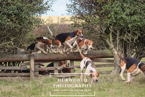 Hurworth Hunt 10