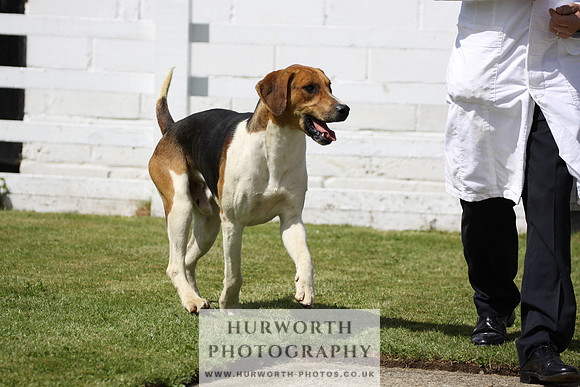 Hurworth Hunt Puppy Show 025