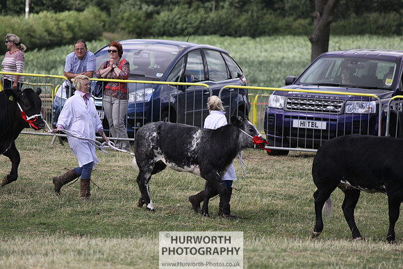 2013 Osmotherley Show 242