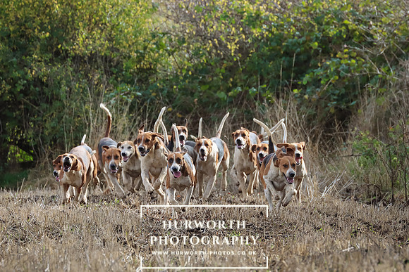 Hurworth Hunt 1