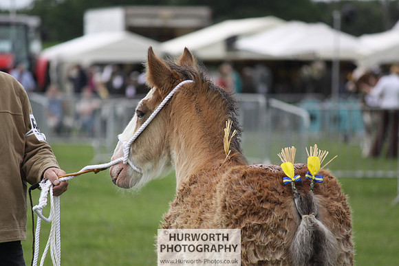 North Yorkshire County Show 110