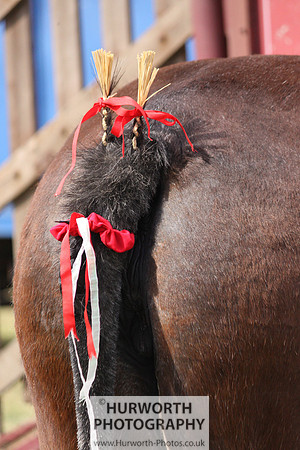 2013 Osmotherley Show 013