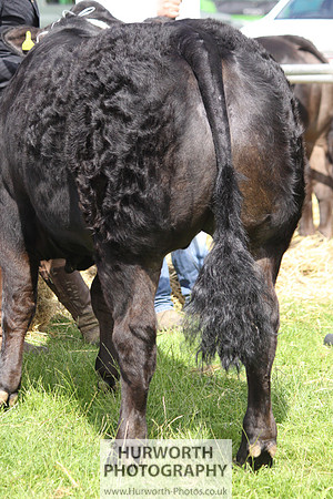 North Yorkshire County Show 052
