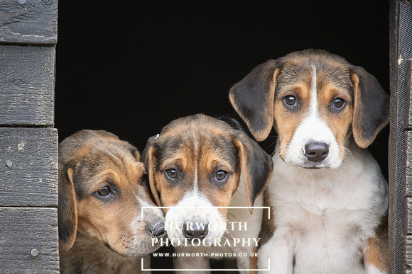 Hurworth Hunt Hound Pups 155