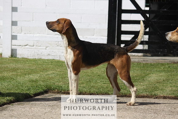 Hurworth Hunt Puppy Show 070