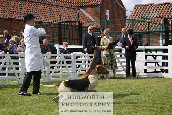 Hurworth Hunt Puppy Show 109