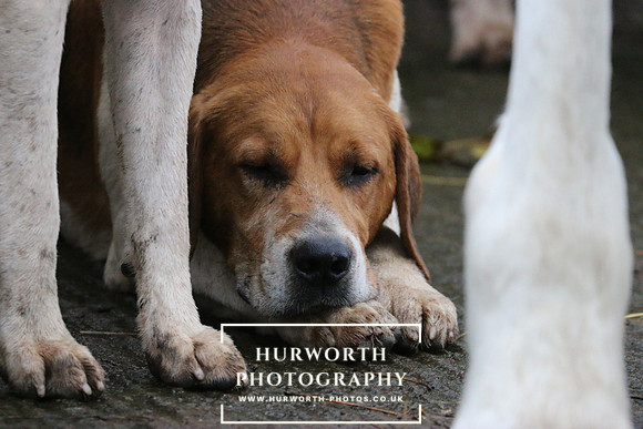 Hurworth Hunt  95