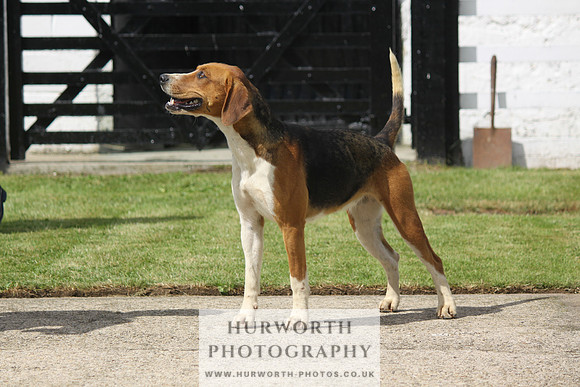 Hurworth Hunt Puppy Show 079
