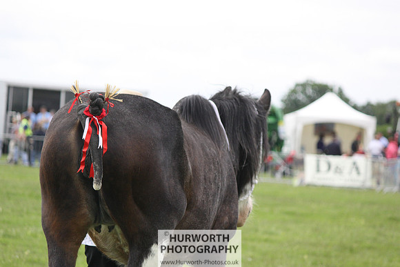North Yorkshire County Show 114
