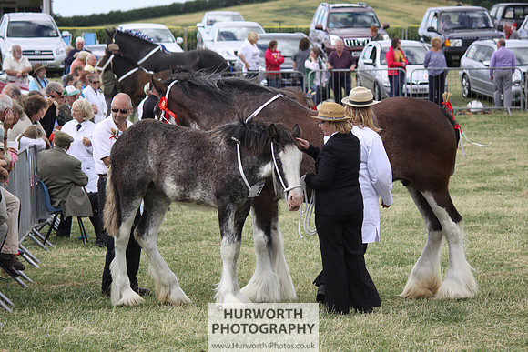 2013 Osmotherley Show 114
