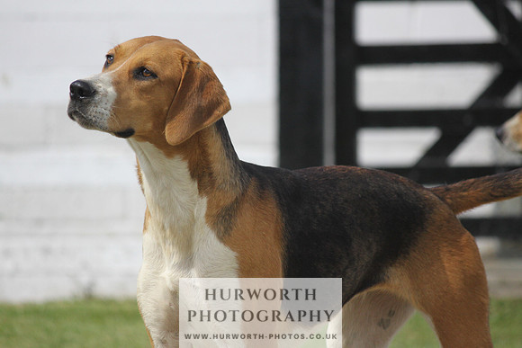 Hurworth Hunt Puppy Show 057