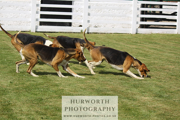 Hurworth Hunt Puppy Show 091