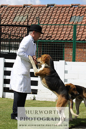 Hurworth Hunt Puppy Show 023