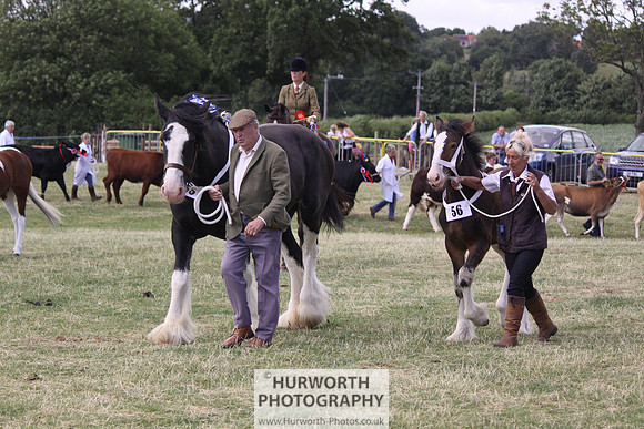 2013 Osmotherley Show 236