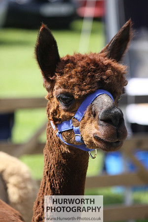North Yorkshire County Show 035