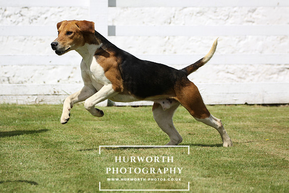 Hurworth Hunt Puppy Show 007