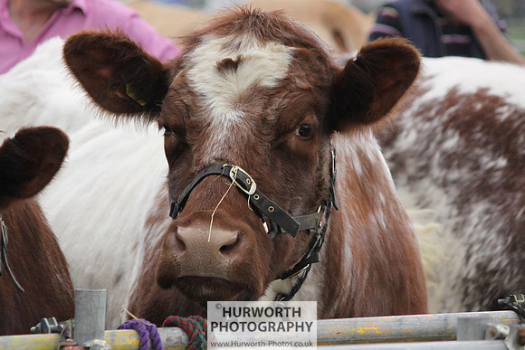 North Yorkshire County Show 008