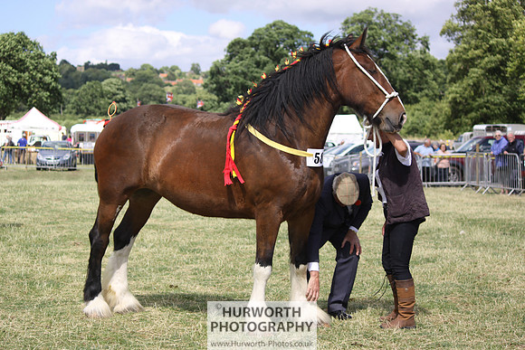 2013 Osmotherley Show 158