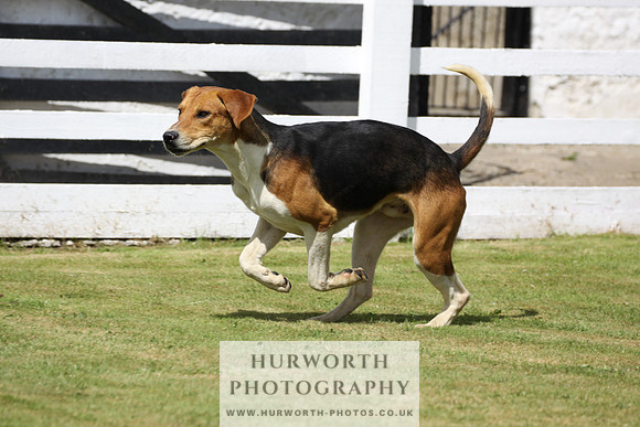 Hurworth Hunt Puppy Show 004