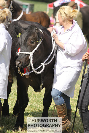 2013 Osmotherley Show 216