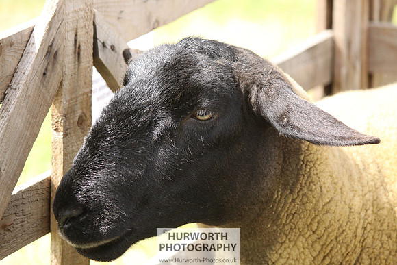 North Yorkshire County Show 163