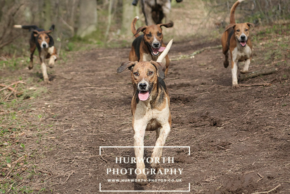 Hurworth Hunt 411