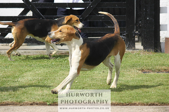 Hurworth Hunt Puppy Show 087