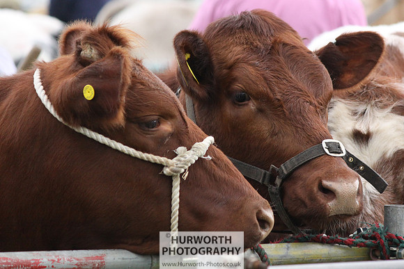 North Yorkshire County Show 011