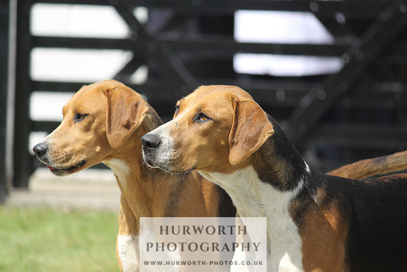 Hurworth Hunt Puppy Show 049