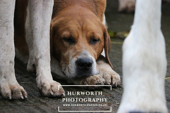 Hurworth Hunt  94