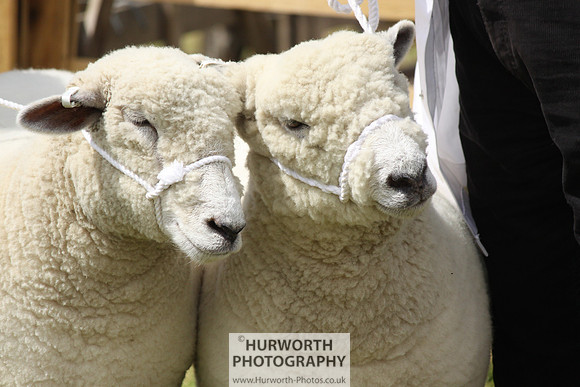 North Yorkshire County Show 175