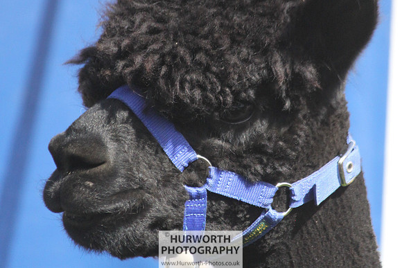 North Yorkshire County Show 028