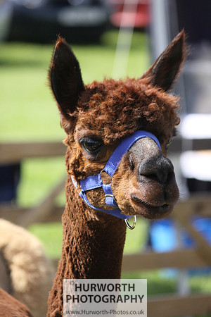 North Yorkshire County Show 034