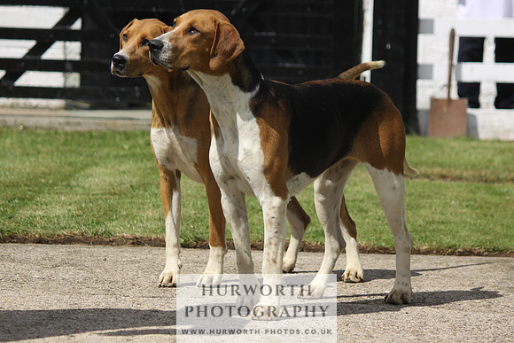 Hurworth Hunt Puppy Show 046