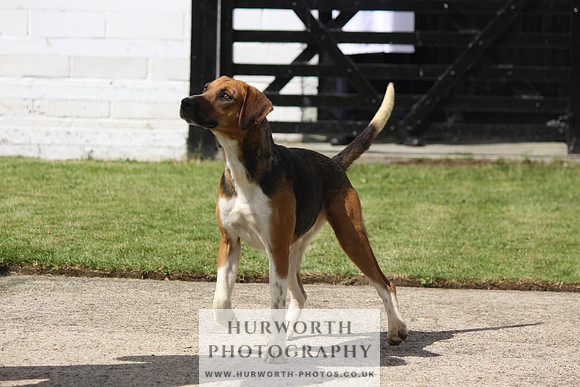 Hurworth Hunt Puppy Show 074