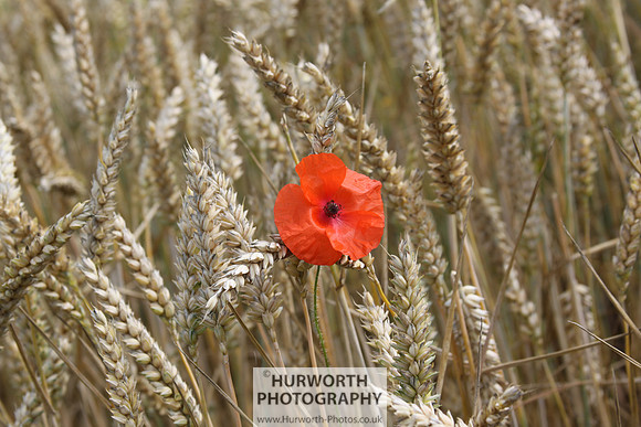 Countryside 035