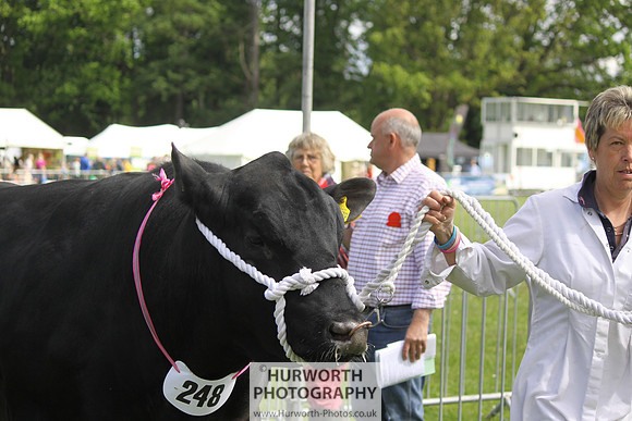 North Yorkshire County Show 048