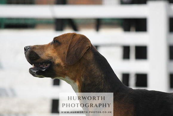 Hurworth Hunt Puppy Show 120