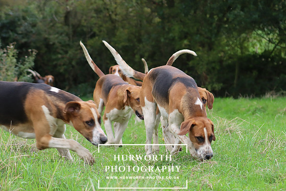 Hurworth Hunt 12