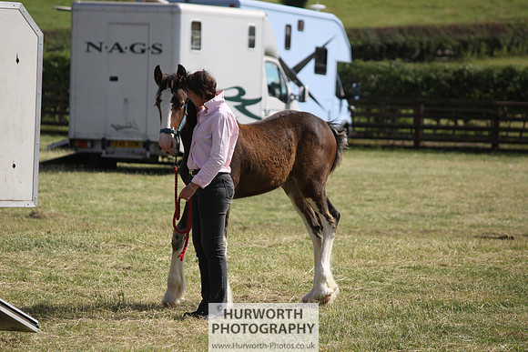 2013 Osmotherley Show 329