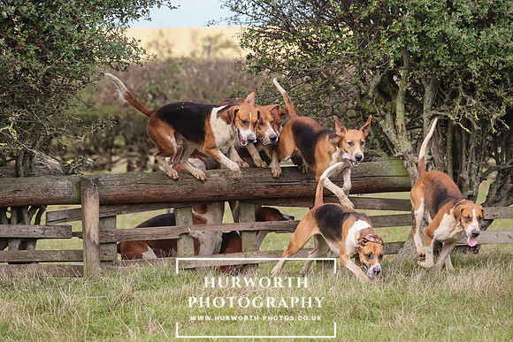 Hurworth Hunt 23