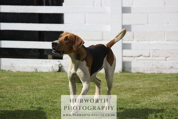 Hurworth Hunt Puppy Show 118