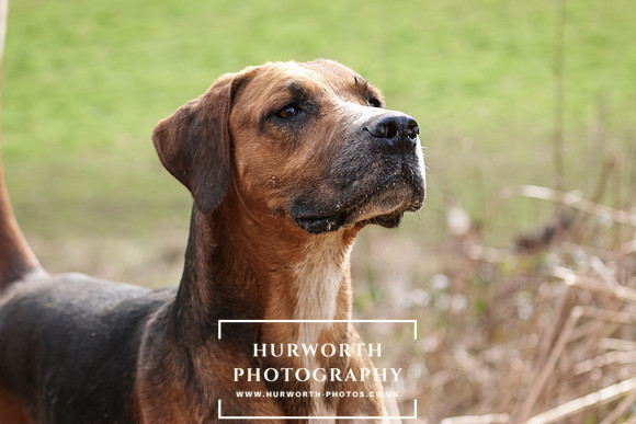 Hurworth Hunt 432