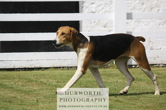 Hurworth Hunt Puppy Show 089