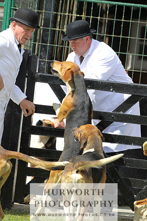 Hurworth Hunt Puppy Show 020
