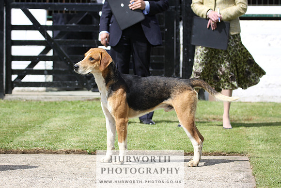 Hurworth Hunt Puppy Show 008