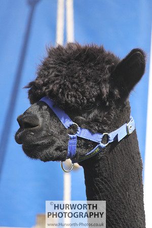 North Yorkshire County Show 029