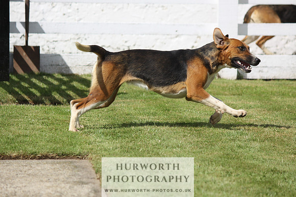 Hurworth Hunt Puppy Show 073