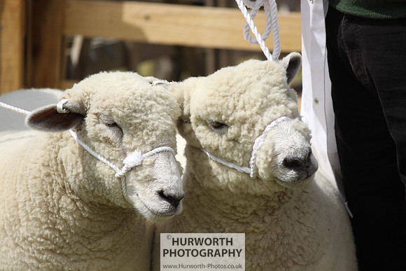 North Yorkshire County Show 174